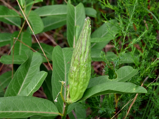 {Asclepias viridis}